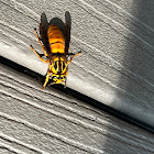 Southern Yellowjacket