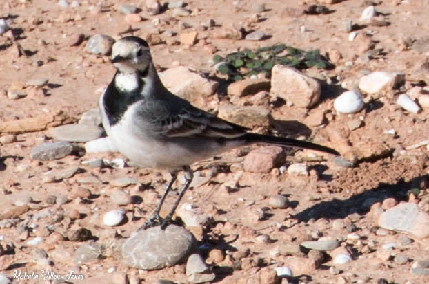 White Wagtail; Lavandera Blanca