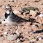 White Wagtail; Lavandera Blanca