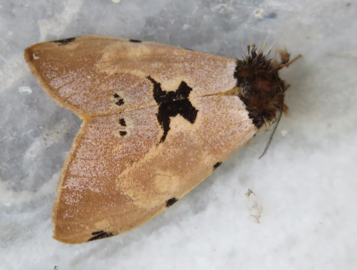 Erebid Moth