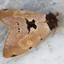 Erebid Moth