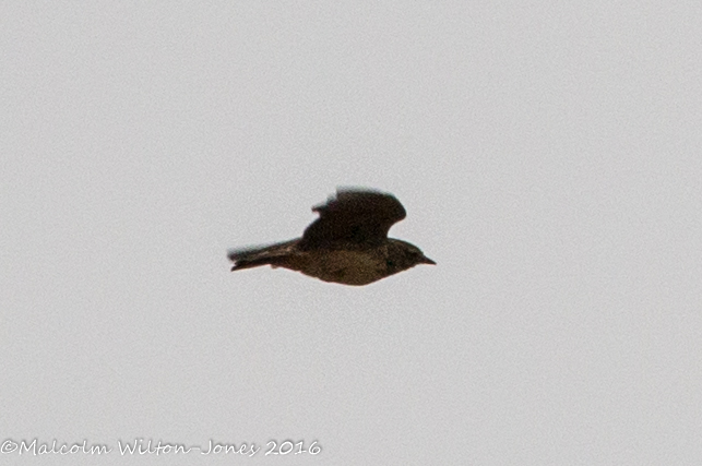 Crested Lark; Cogujada Común