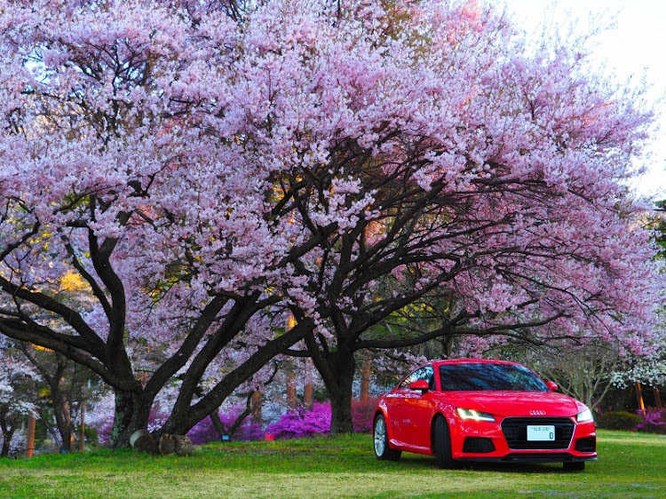 TT クーペの千人塚公園・中央アルプス・さくら🌸に関するカスタム事例の投稿画像3枚目