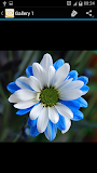 Daisy Flower