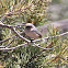 Bushtit