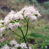 White Snakeroot