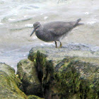 Wandering Tattler