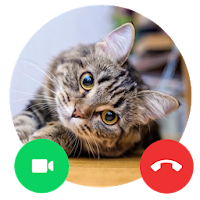 Cat Call me  Cat Video Call  Cat Call prank