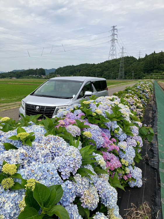 アルファードの梅雨入り？・紫陽花に関するカスタム事例の投稿画像6枚目