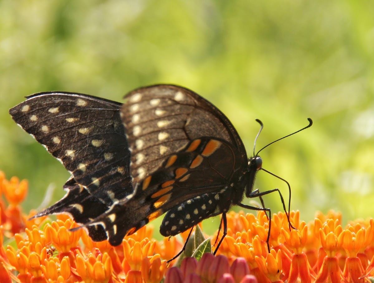 Black Swallowtail