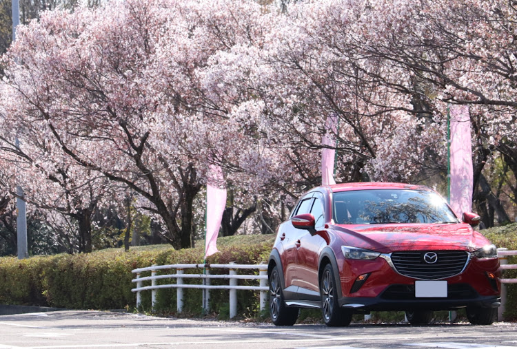 CX-3の桜と愛車・穴場探し・夜桜ライトアップも見に行きたい❗️・儚いからこそ美しい💞・桜吹雪も楽しもう🌸🌸🌸に関するカスタム事例の投稿画像1枚目