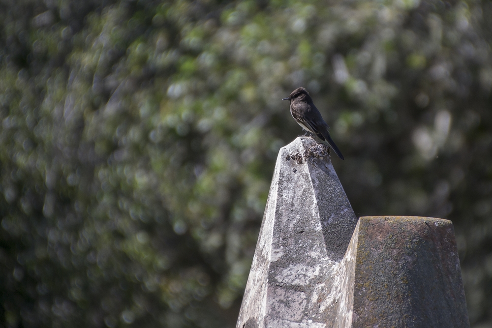 Black Phoebe