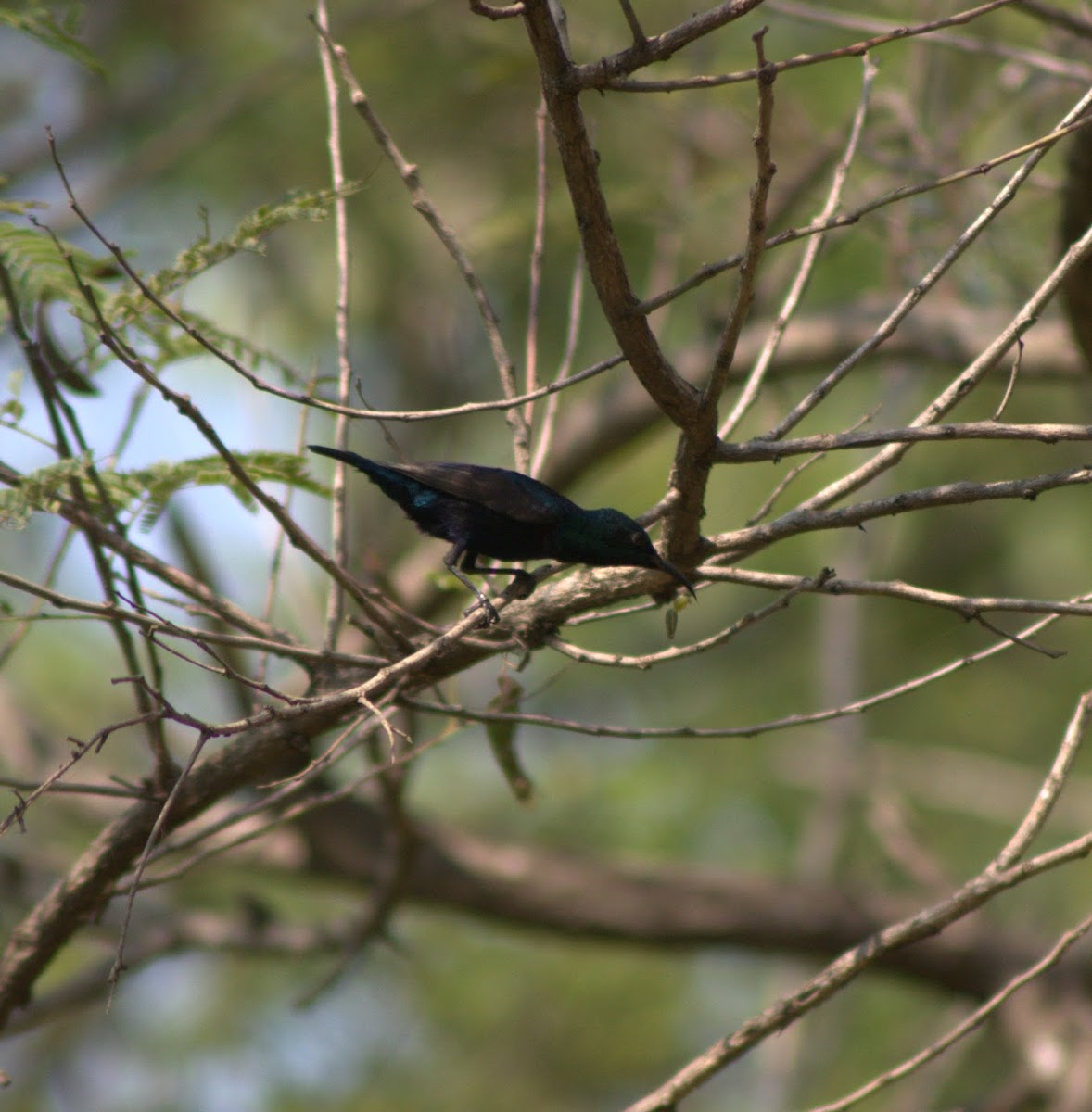 Purple Sunbird