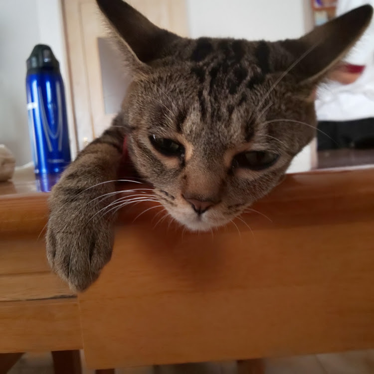 ジャガーの愛猫紹介に関するカスタム事例の投稿画像1枚目