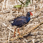 Purple Gallinule; Calamón