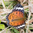 Indian fritillary (Female)