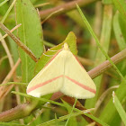 Vestal moth