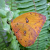 Orange-Barred Sulfur