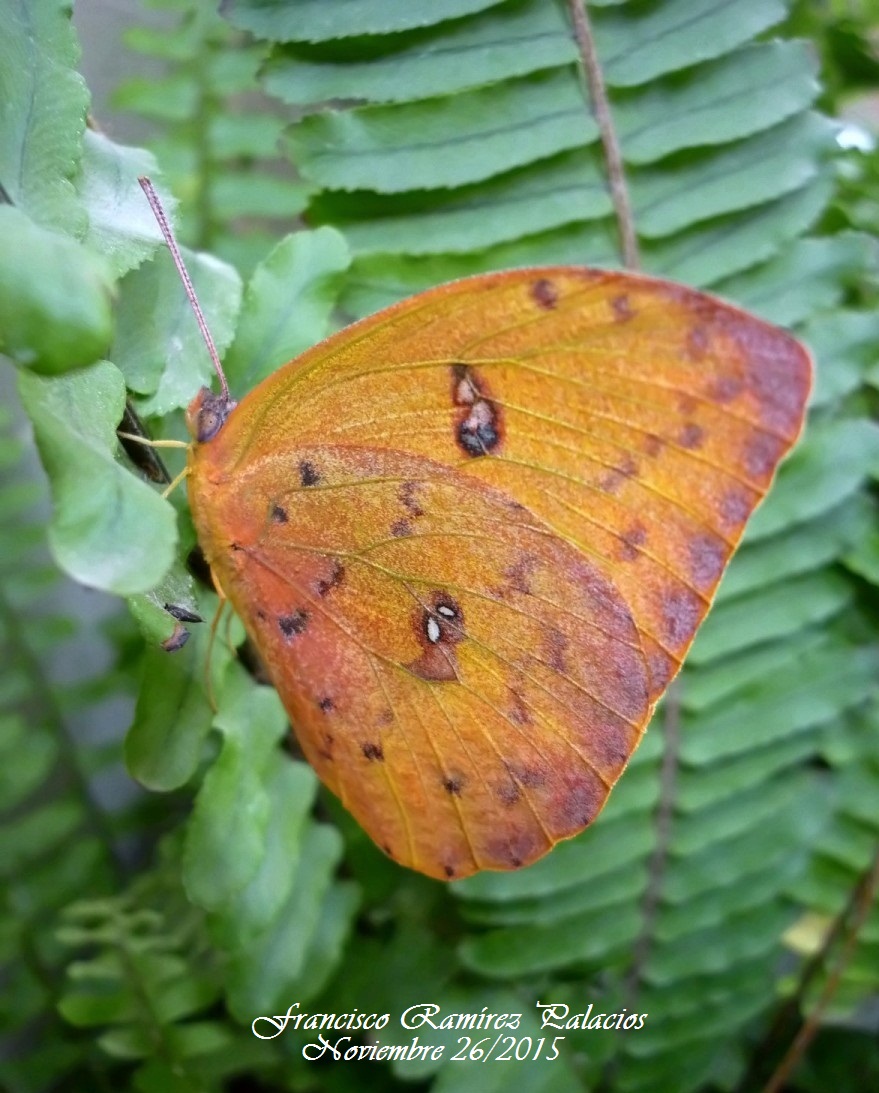 Orange-Barred Sulfur