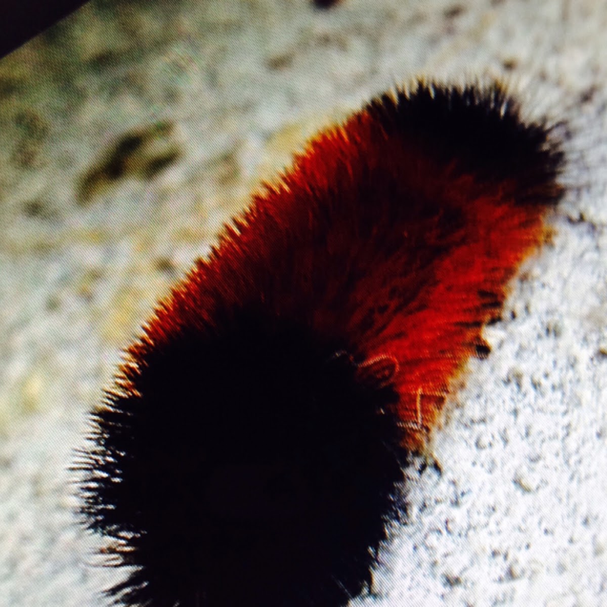 Woolly bear caterpillar