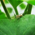 Lynx spider