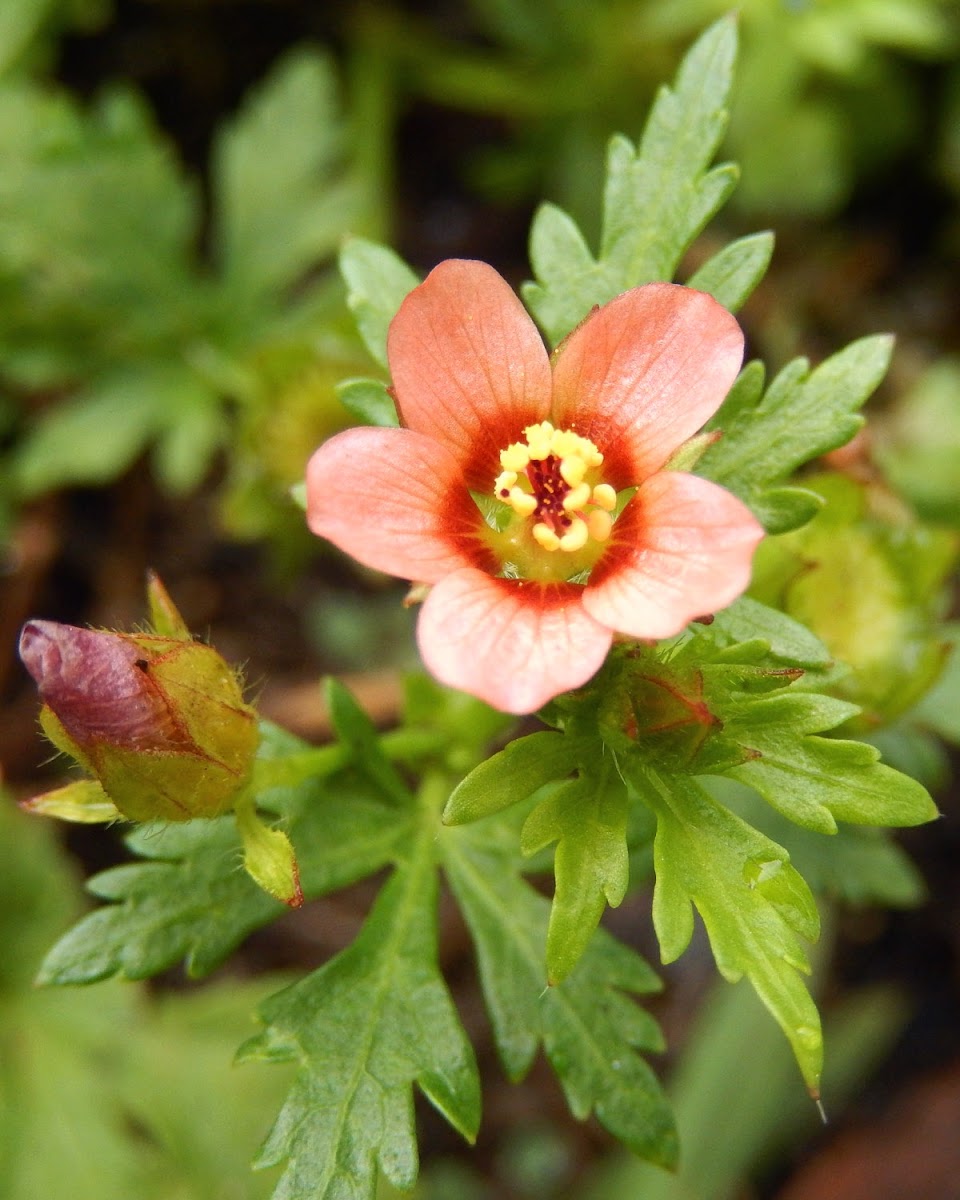 Bristly Mallow