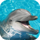 Download Dolphin Wallpaper For PC Windows and Mac 1.0