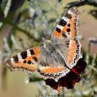 Indian Tortoiseshell