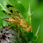 Mottled Thistle Fly