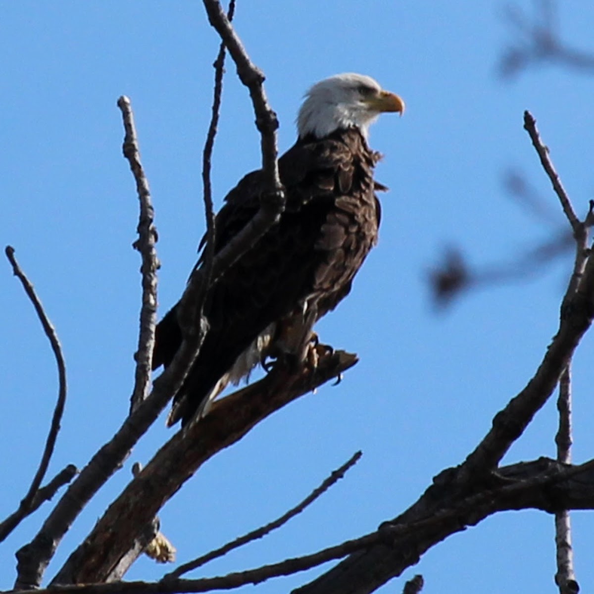 Bald Eagle