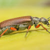 Bronze Blister Beetle