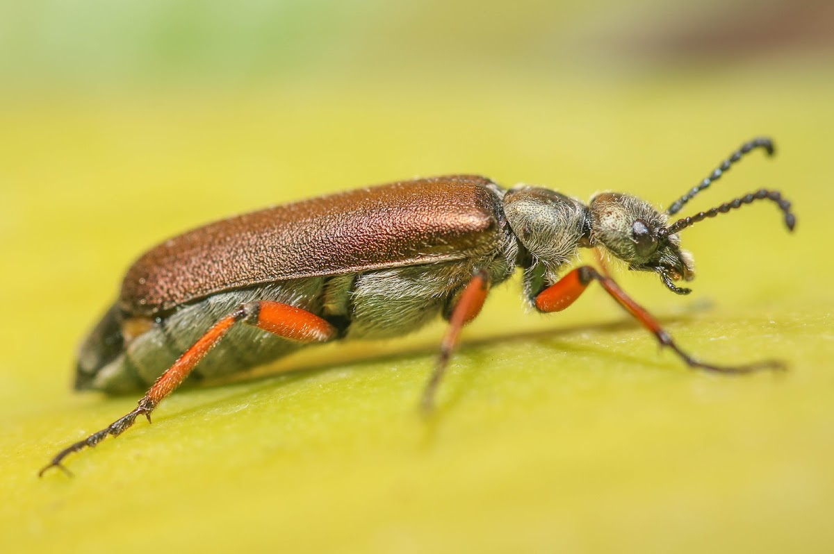 Bronze Blister Beetle