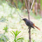 White-browed robin chat