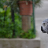 Libero:Ma nn so piu Volare di 