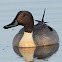 Northern pintail (male)