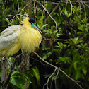 Capped Heron