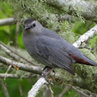 Gray catbird