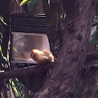 Golden Lion Tamarin