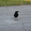 Common Crow