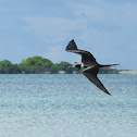 Lesser Frigatebird