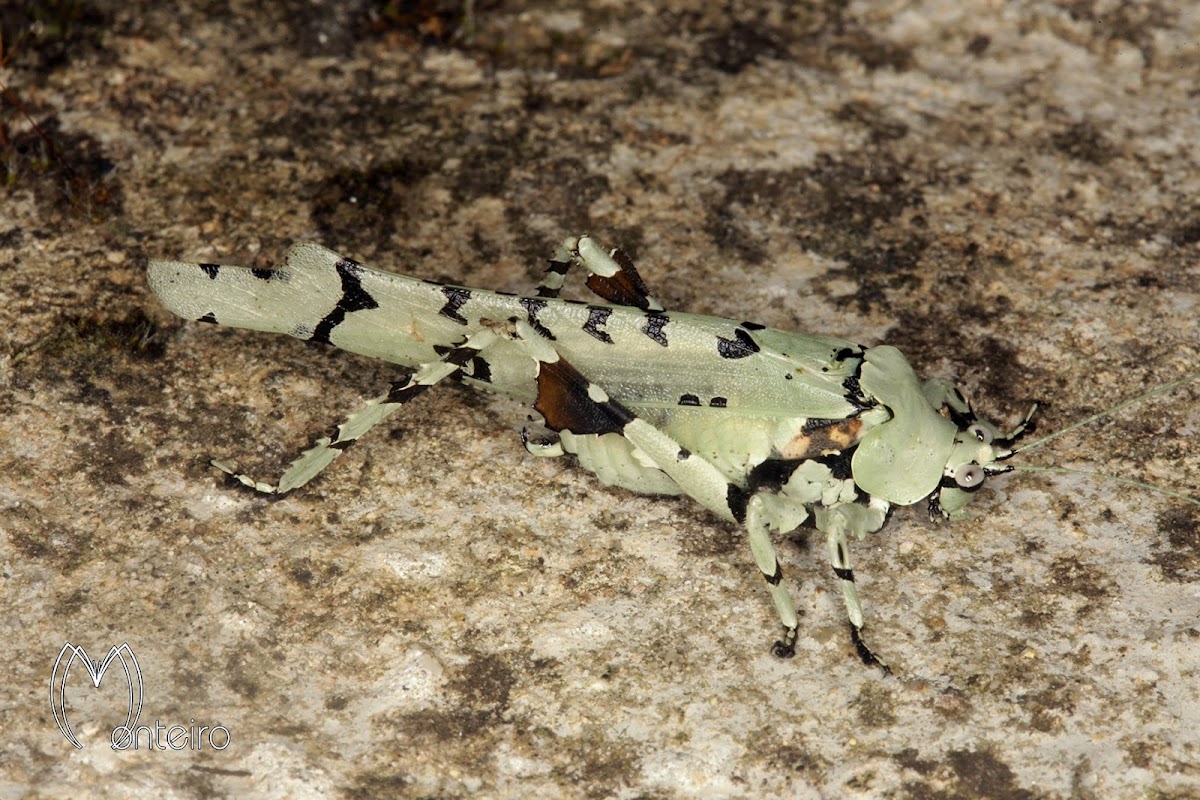 Lichen Katydid