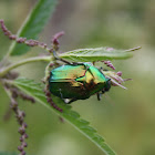 Flower Chafer