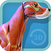 Visual Anatomy 3D - Canine