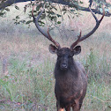 Sambar Deer