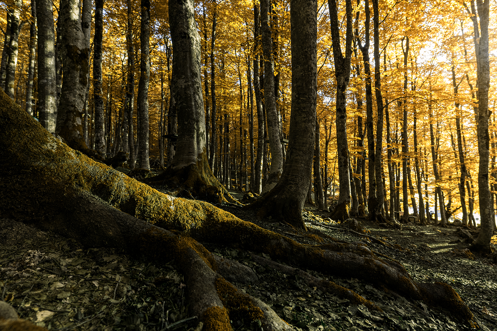 Nel bosco di renzodid