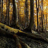 Nel bosco di 