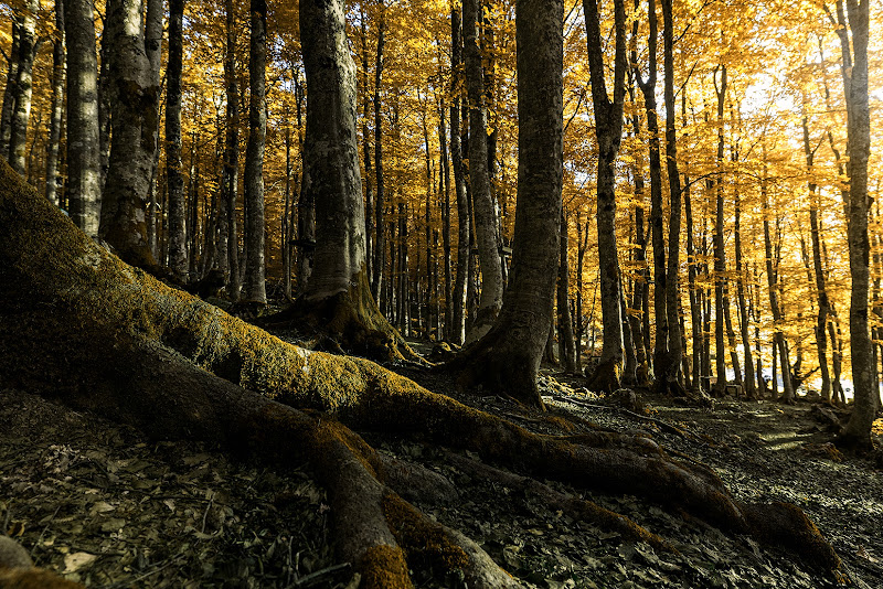 Nel bosco di renzodid