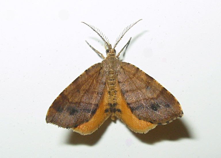 Orange Wing Moth