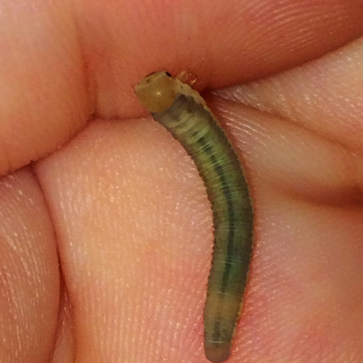 Sawfly larva