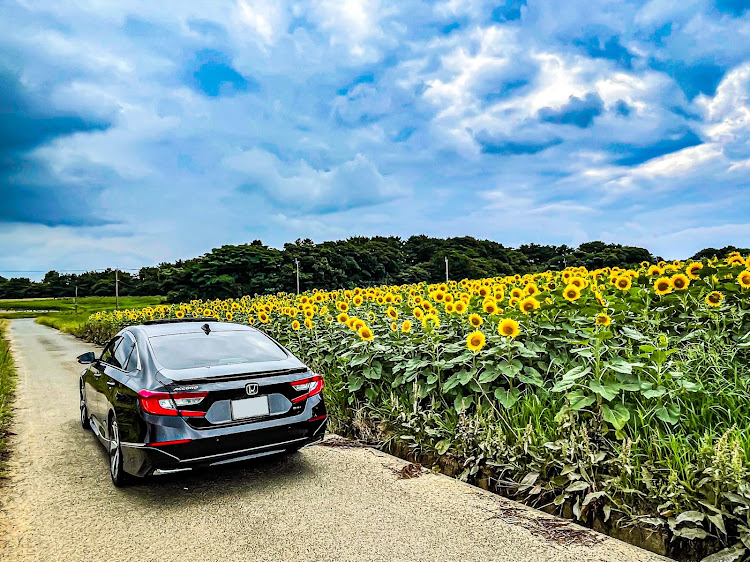アコードのひまわり畑🌻・向日葵と愛車・夏らしい写真📸・７月もよろしくお願いいたします・猛暑に関するカスタム事例の投稿画像3枚目